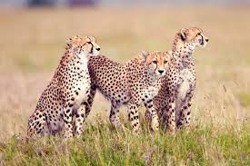 lioness spotted during 2-Day in the Lake Manyara National Park for 2026-2027